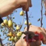 Подстригване на круши през есента с подробно описание